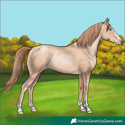 Horse Color:Gold Champagne Pearl Rabicano  and Gold Champagne Pearl Rabicano 