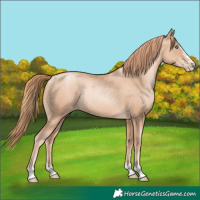Horse Color:Gold Champagne Pearl Rabicano  and Gold Champagne Pearl Rabicano 