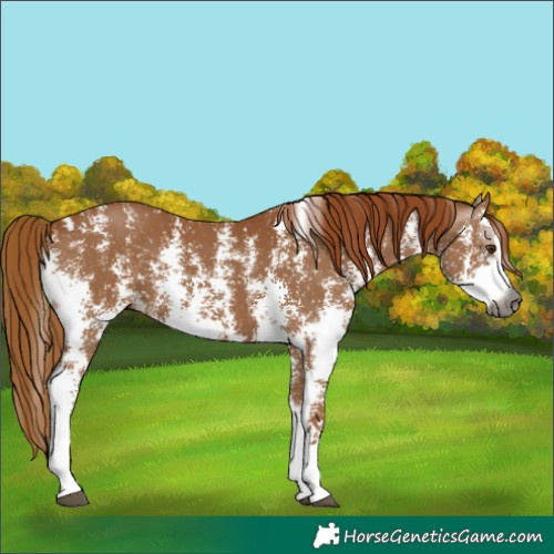 Horse Color:Gray Chestnut Sabino 