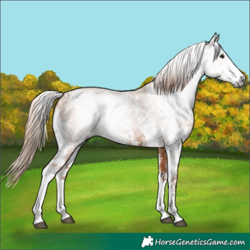 Horse Color:Gray Chestnut Sabino 