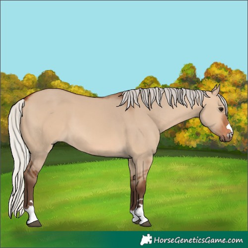 Horse Color:Silver Bay Dun