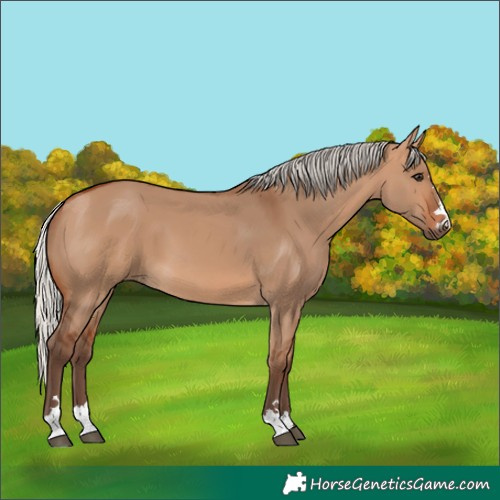 Horse Color:Silver Bay Dun