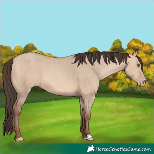 Horse Color:Amber Champagne Dun 