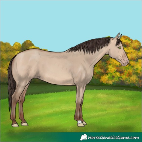 Horse Color:Amber Champagne Dun