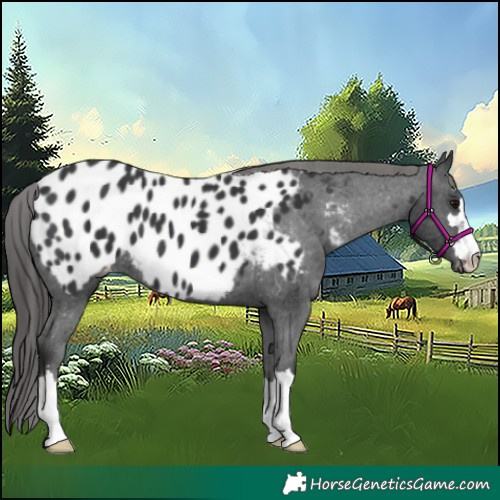 Horse Color:Black Appaloosa 