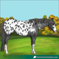 Horse Color:Black Appaloosa 