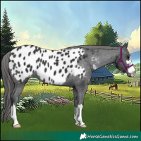 Horse Color:Black Blanket