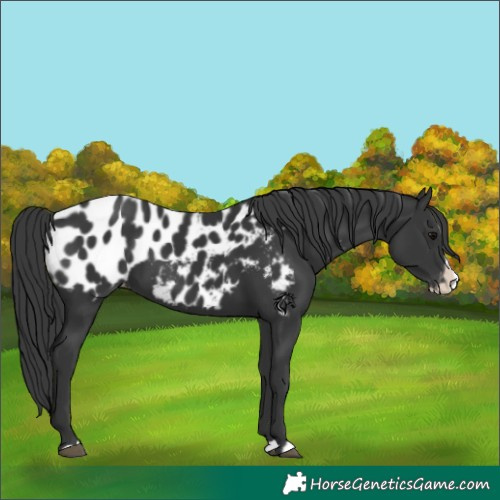 Horse Color:Black Splash Near Leopard 
