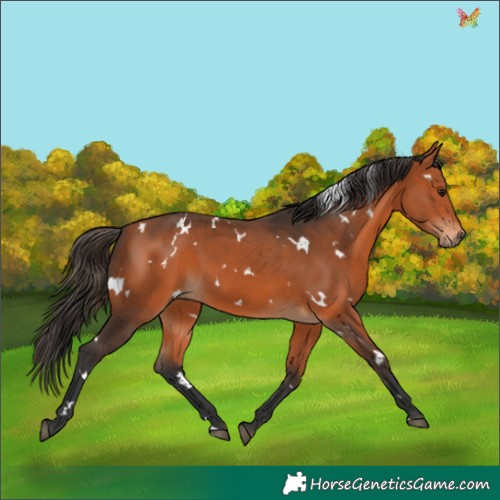 Horse Color:White Spotted Bay 
