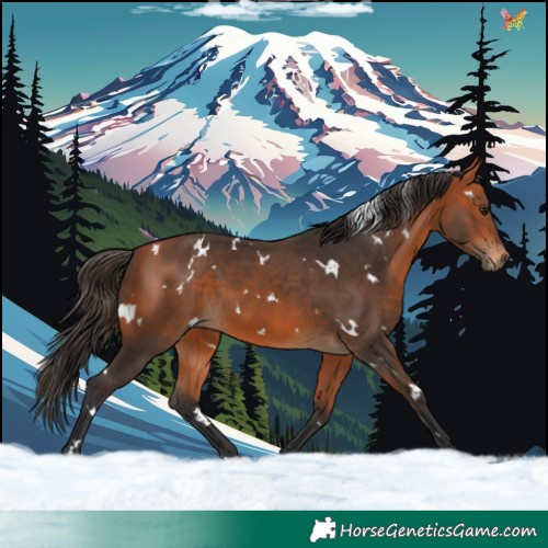 Horse Color:White Spotted Bay 