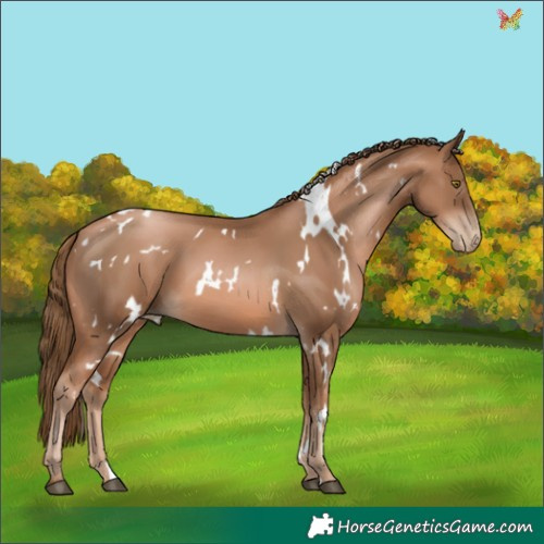 Horse Color:White Spotted Liver Chestnut Pearl 