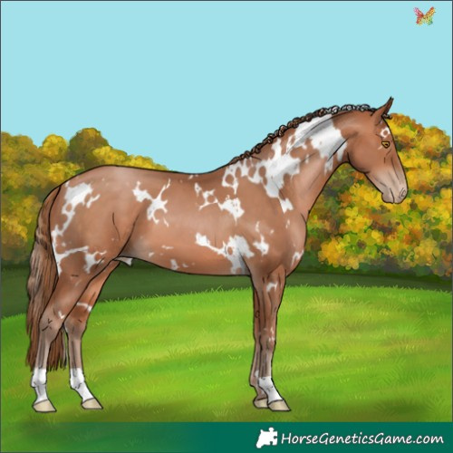 Horse Color:White Spotted Brown Pearl 