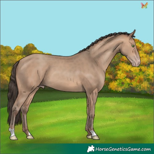 Horse Color:Amber Champagne 