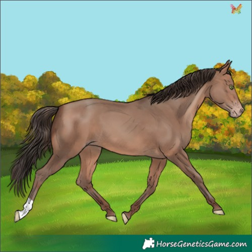 Horse Color:Sable Champagne 