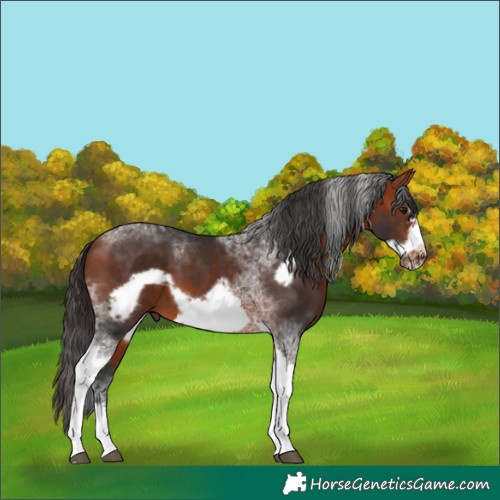 Horse Color:Bay Tobiano Frame 