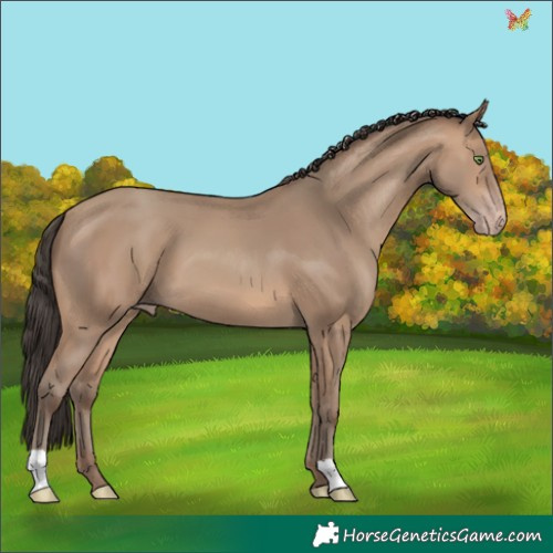 Horse Color:Sable Champagne 