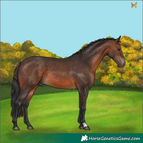 Horse Color:Brown 