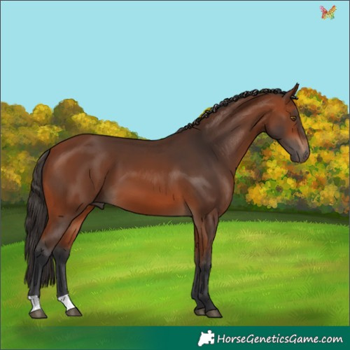 Horse Color:Bay 