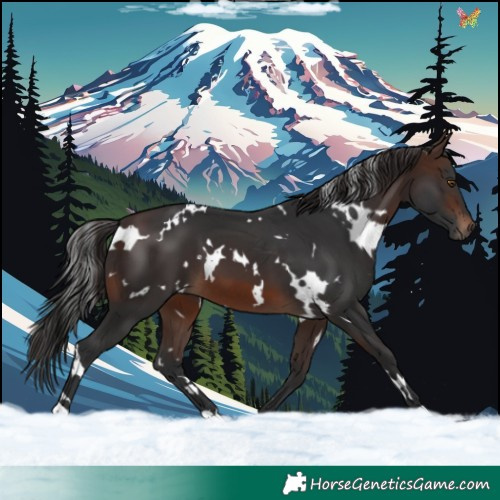 Horse Color:White Spotted Brown 