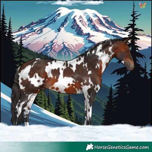 Horse Color:White Spotted Bay 