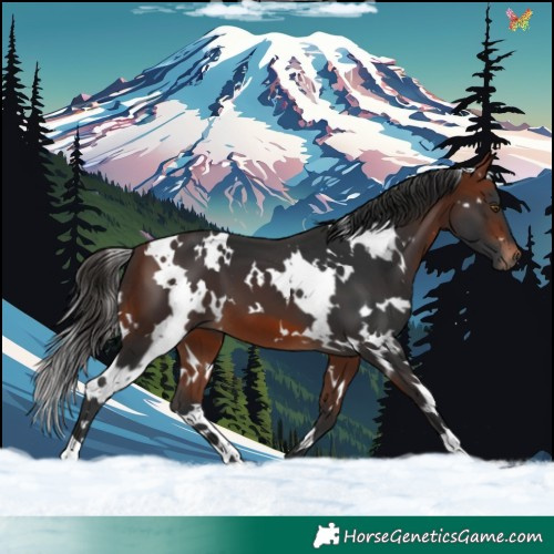 Horse Color:White Spotted Bay 