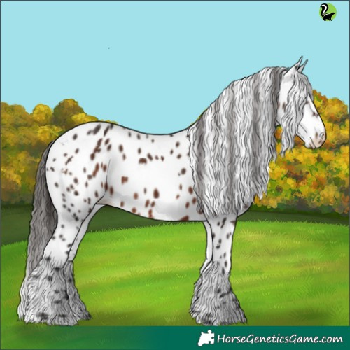 Horse Color:White Spotted Liver Chestnut Appaloosa 