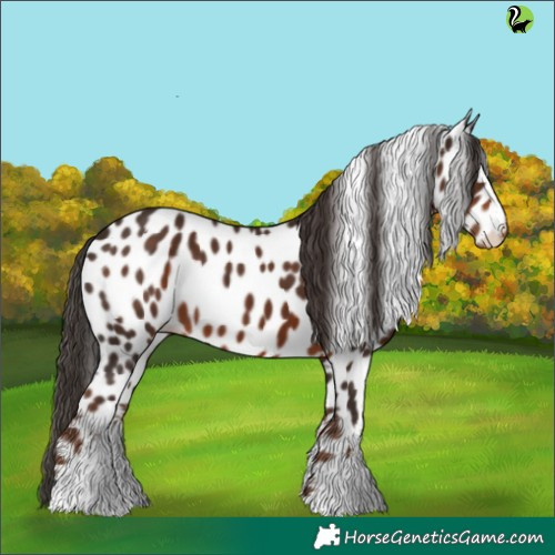 Horse Color:White Spotted Liver Chestnut Appaloosa 