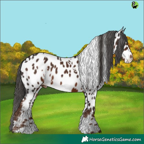 Horse Color:White Spotted Liver Chestnut Appaloosa 