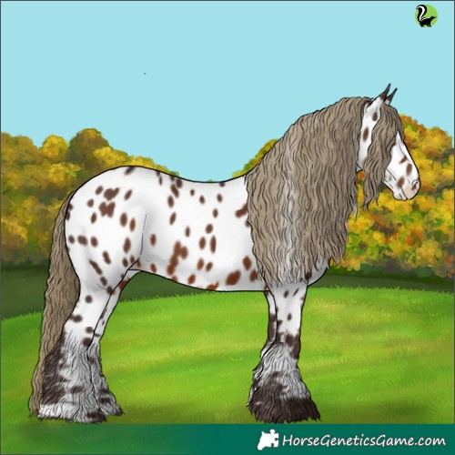 Horse Color:White Spotted Liver Chestnut Near Leopard 