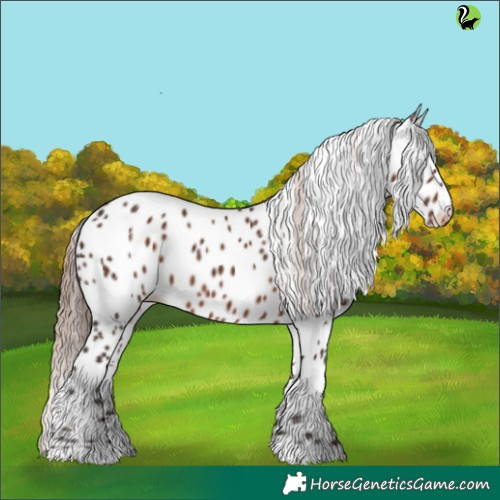 Horse Color:Liver Chestnut Appaloosa 
