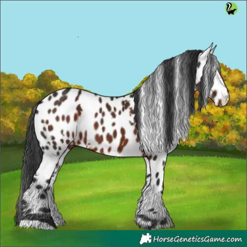 Horse Color:White Spotted Liver Chestnut Appaloosa 