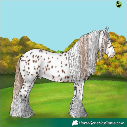 Horse Color:White Spotted Liver Chestnut Appaloosa 