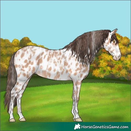 Horse Color:Amber Champagne Leopard  and Amber Champagne Leopard 