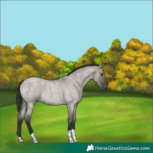 Horse Color:Grullo Roan 