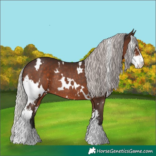 Horse Color:White Spotted Silver Brown Sabino Rabicano 