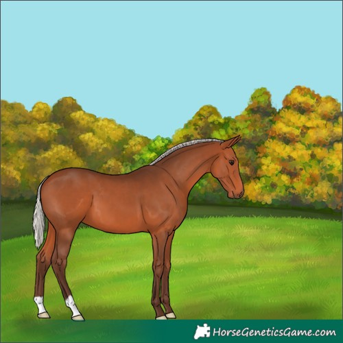Horse Color:Silver Brown 