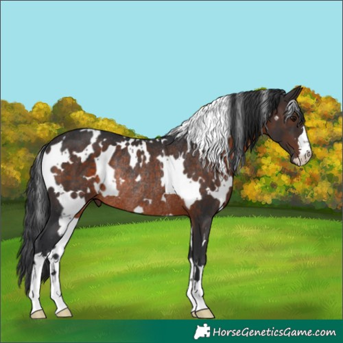 Horse Color:White Spotted Brown Rabicano 