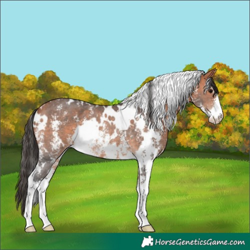 Horse Color:White Spotted Bay Sabino Rabicano 