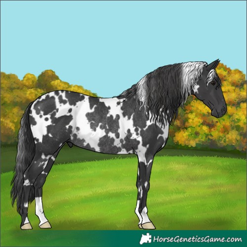 Horse Color:White Spotted Black Rabicano 