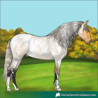 Horse Color:White Spotted Silver Buckskin Roan Dun Rabicano