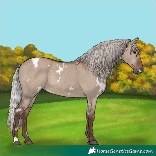 Horse Color:White Spotted Silver Grullo Rabicano 