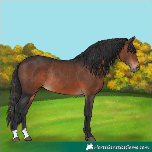 Horse Color:Brown Rabicano