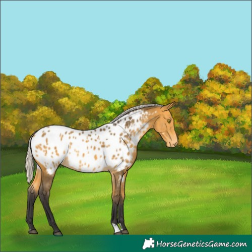 Horse Color:Silver Buckskin Near Leopard