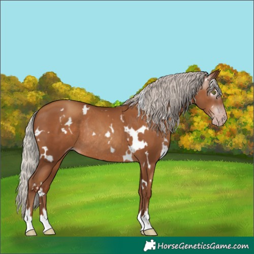Horse Color:Gray White Spotted Silver Classic Champagne Rabicano 