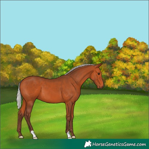 Horse Color:Silver Bay