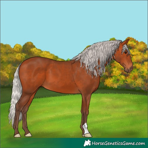 Horse Color:Silver Bay 