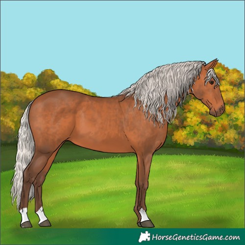 Horse Color:Silver Bay 