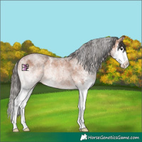 Horse Color:White Spotted Bay Splash Appaloosa