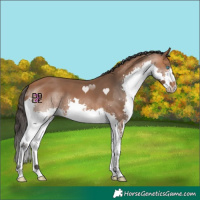 Horse Color:Bay Splash 