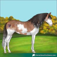 Horse Color:Bay Splash